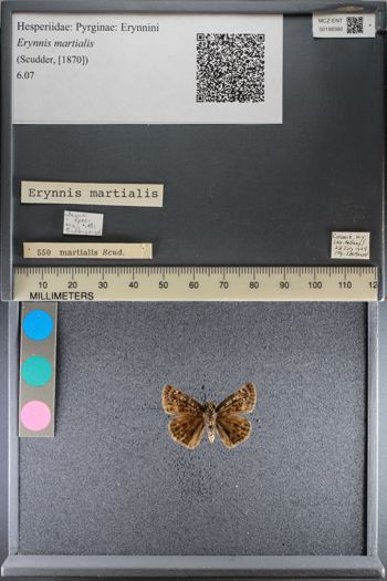 Media type: image;   Entomology 198380